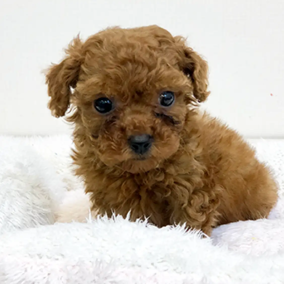 トイ・プードル