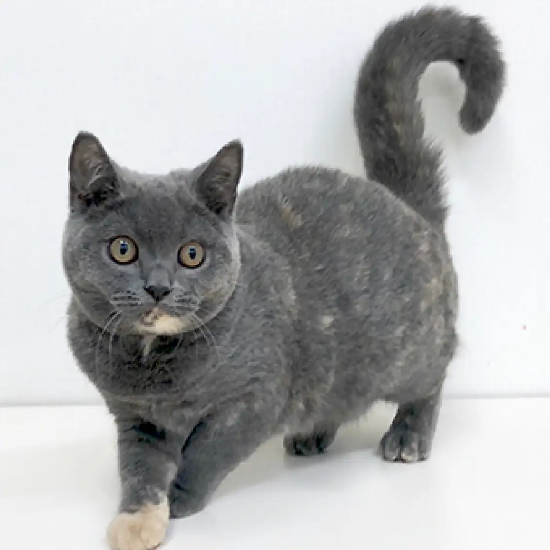 ブリティッシュショートヘア