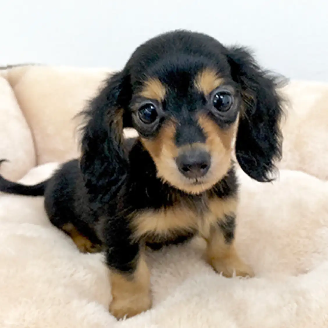 カニンヘン・ダックスフント