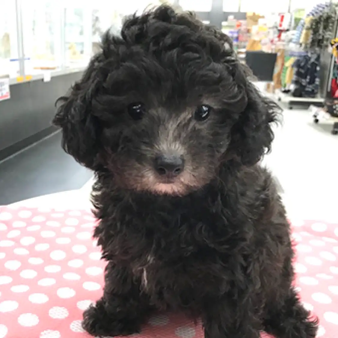 トイ・プードル