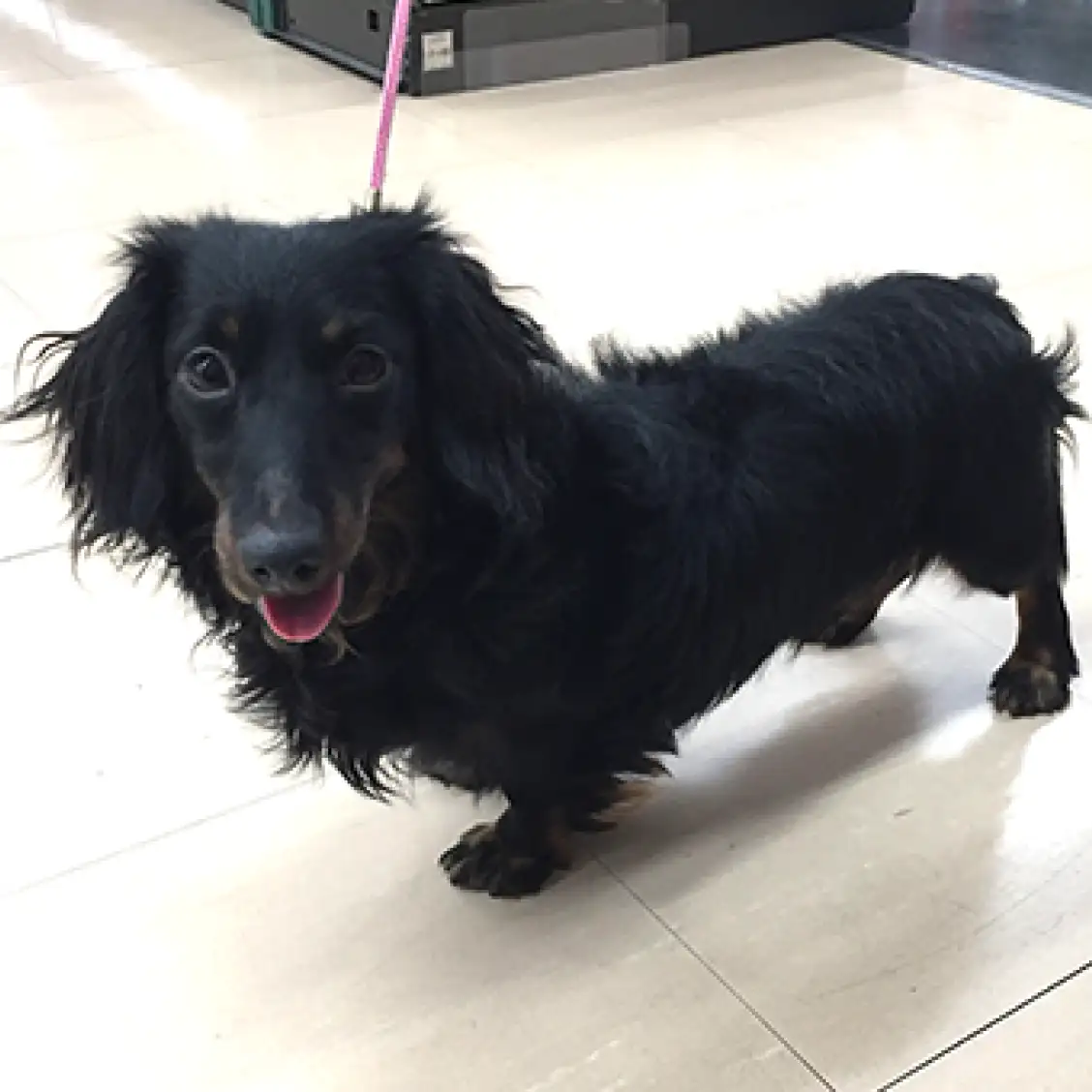 カニンヘン・ダックスフント