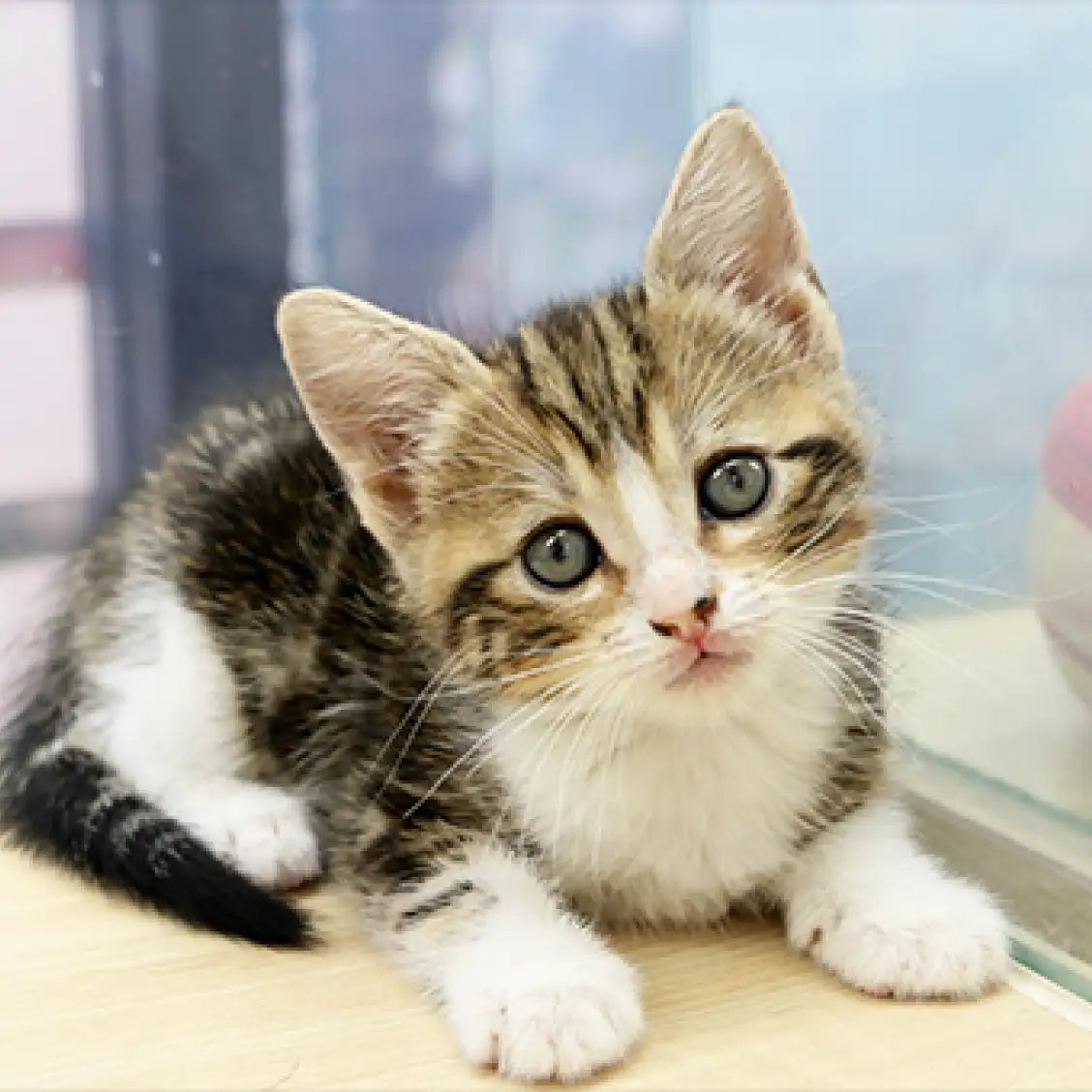 アメリカンショートヘア