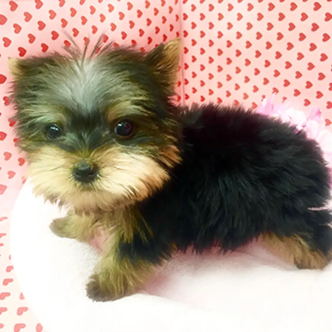 ヨークシャーテリア