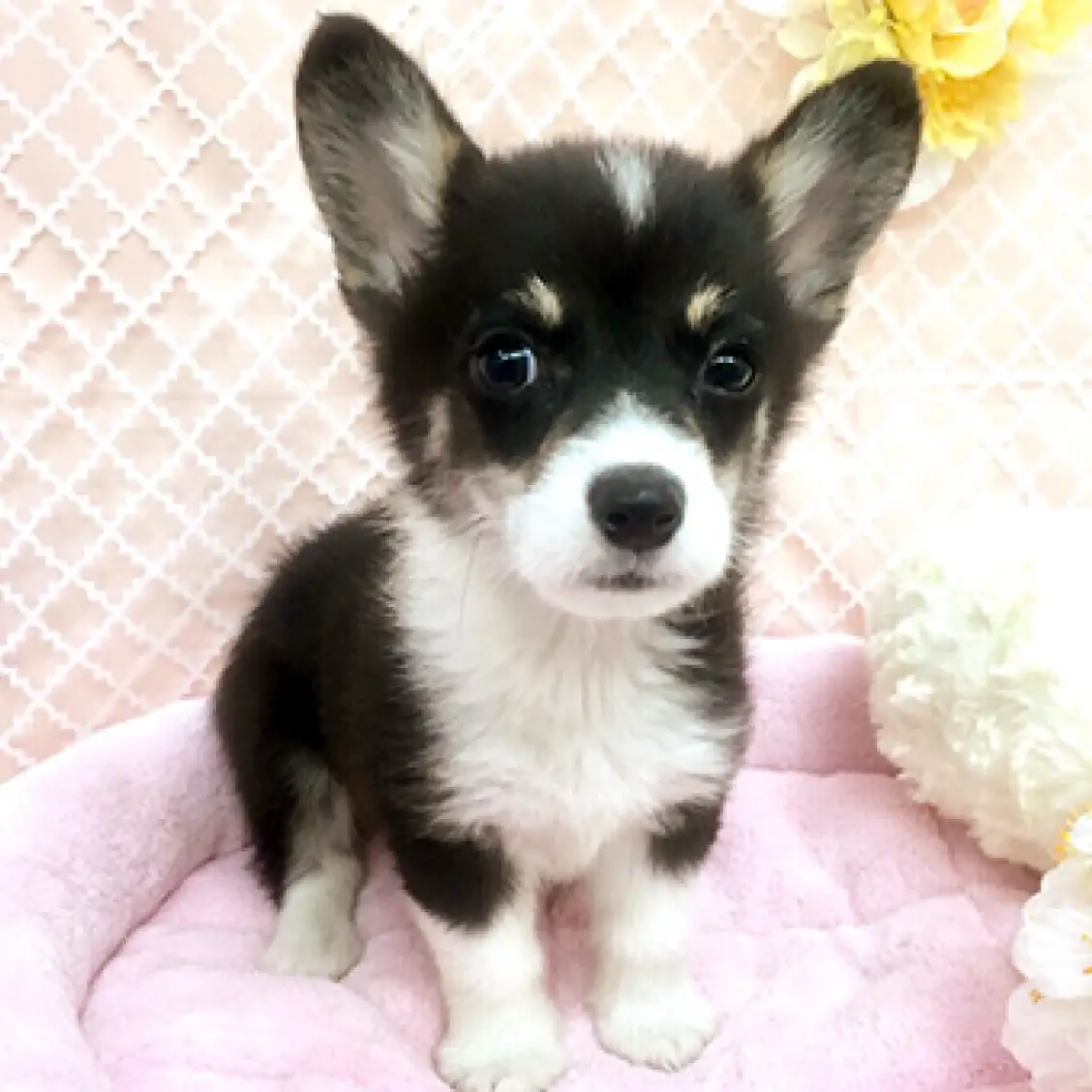 ウェルシュコーギーペンブローク