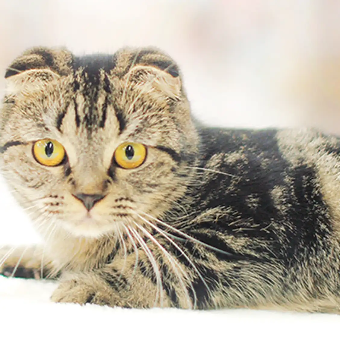 スコティッシュフォールド