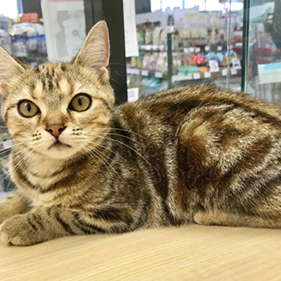 アメリカンショートヘア