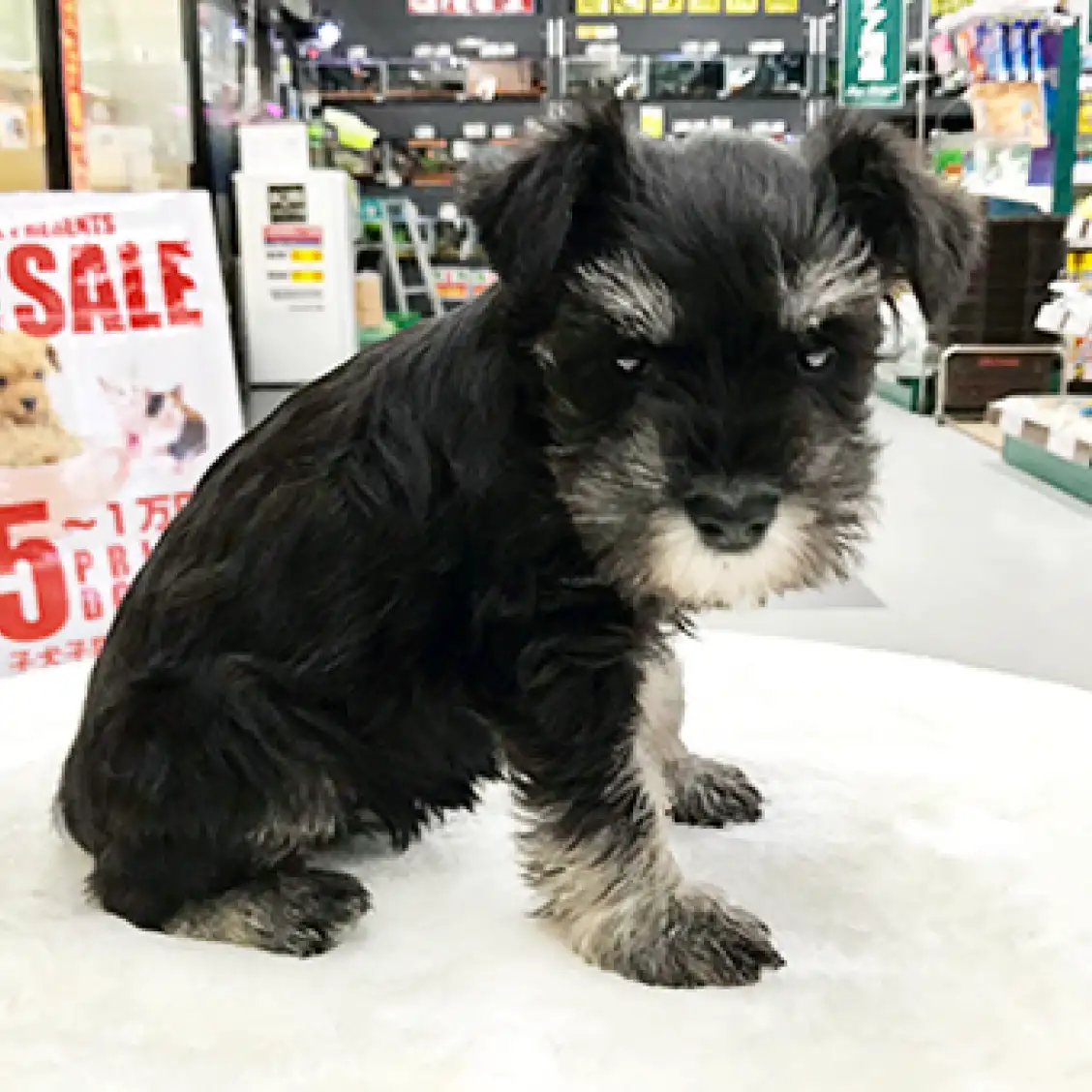 ミニチュア・シュナウザー