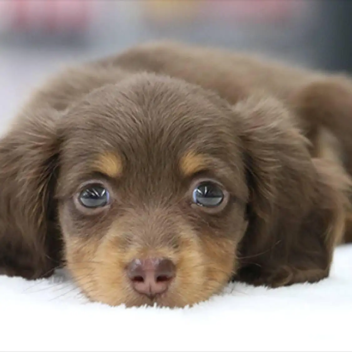 ミニチュア・ダックスフント