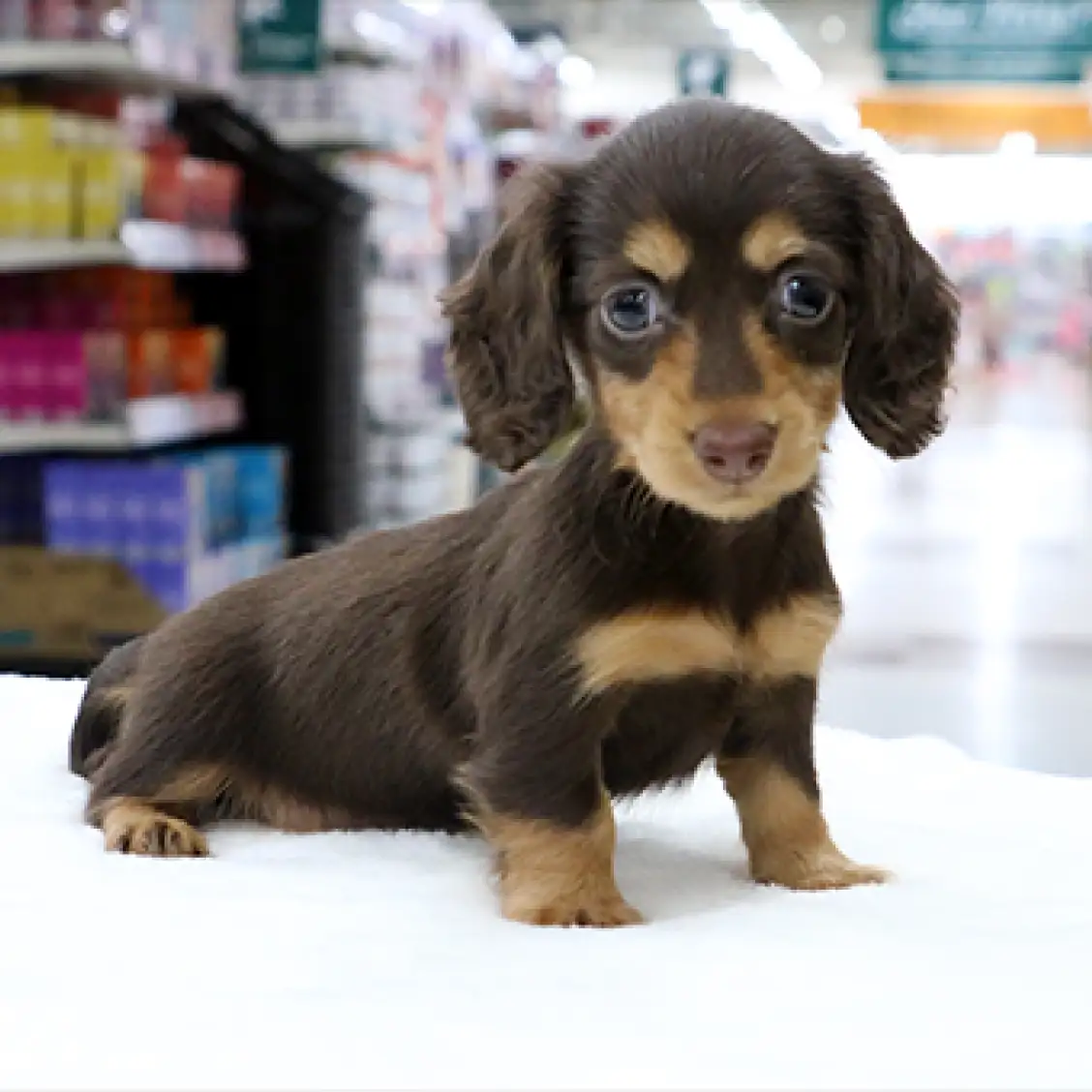 カニンヘン・ダックスフント