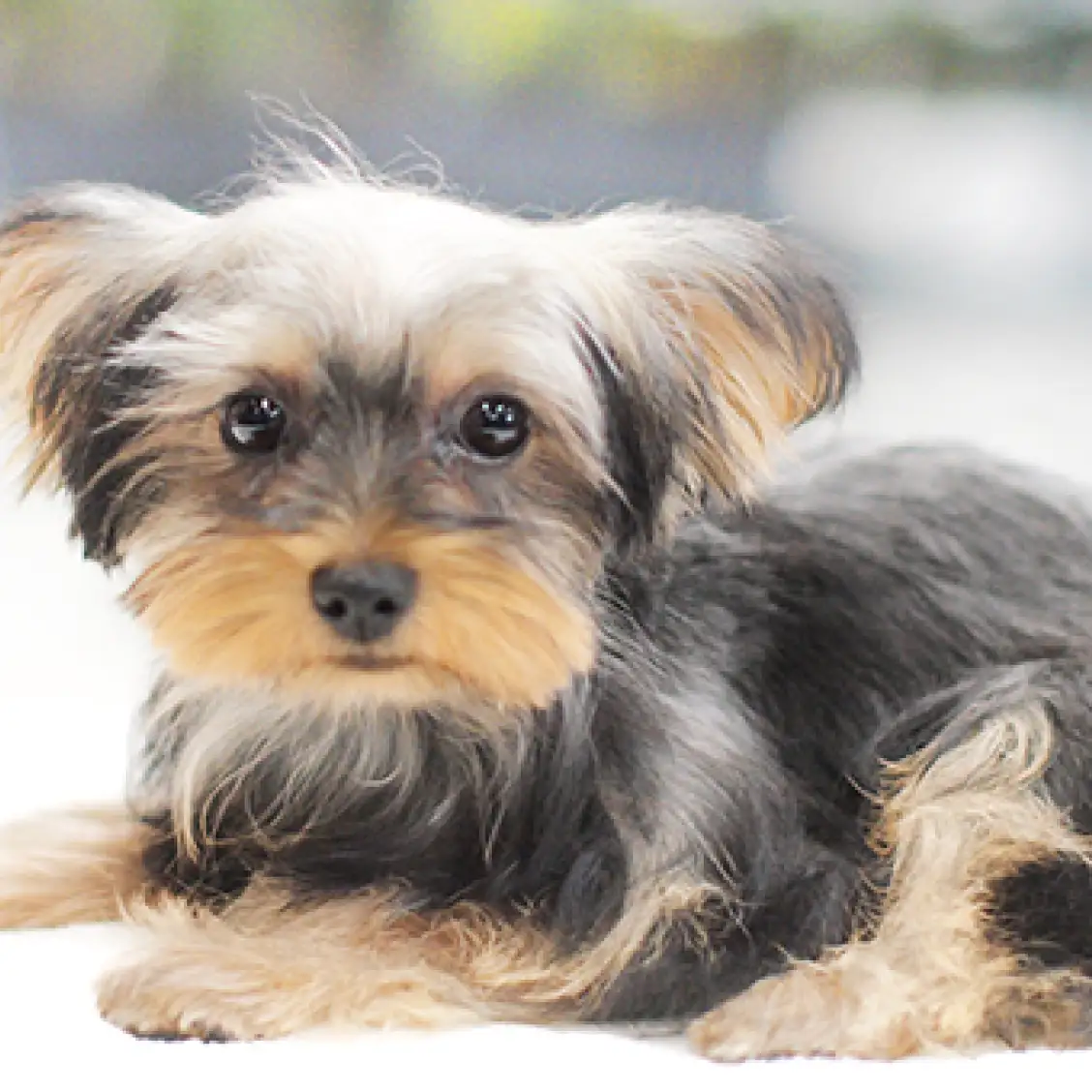 ヨークシャーテリア