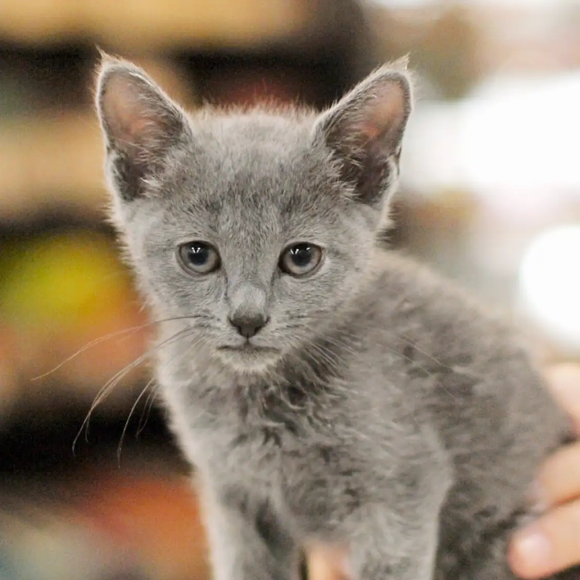 ロシアンブルー