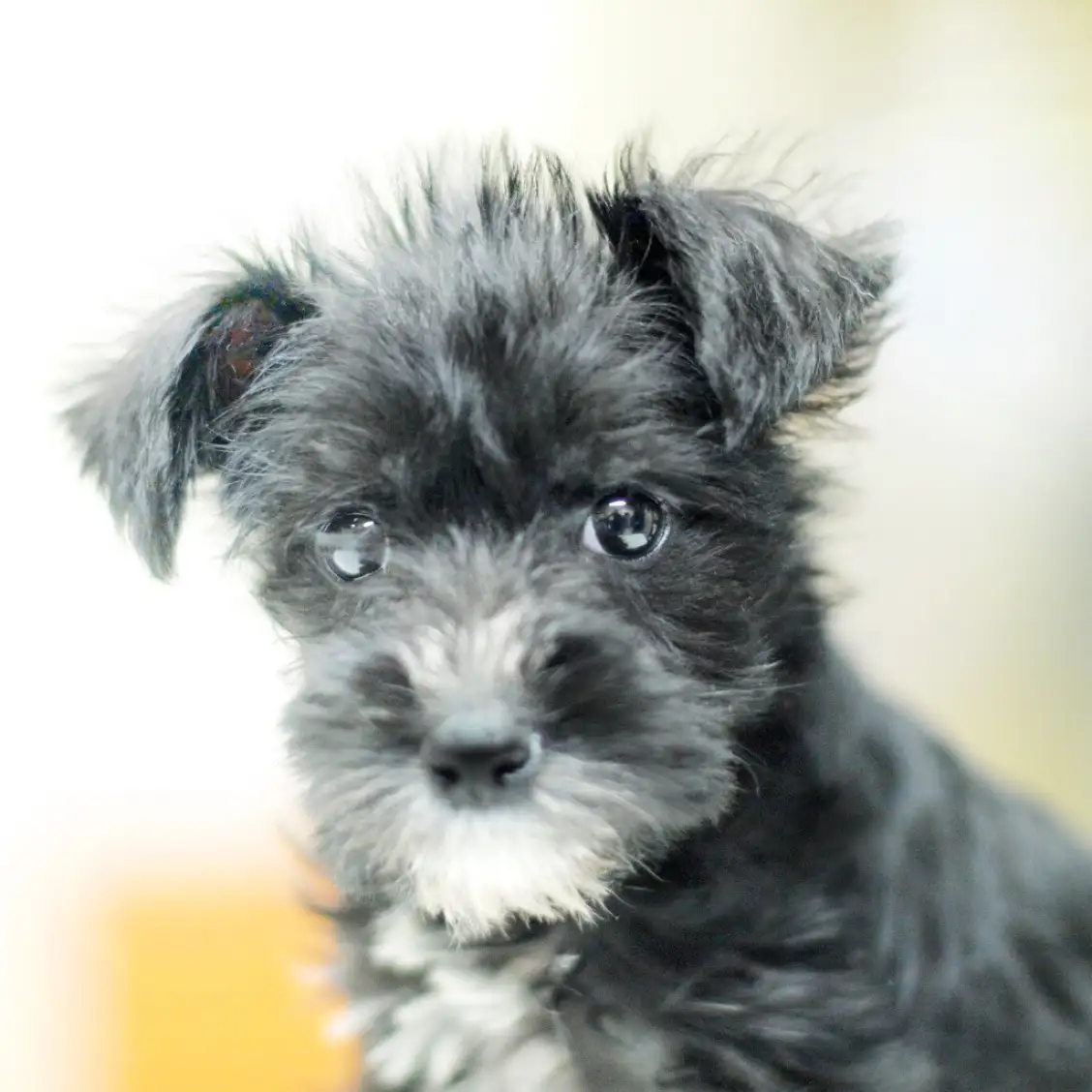 ミニチュア・シュナウザー