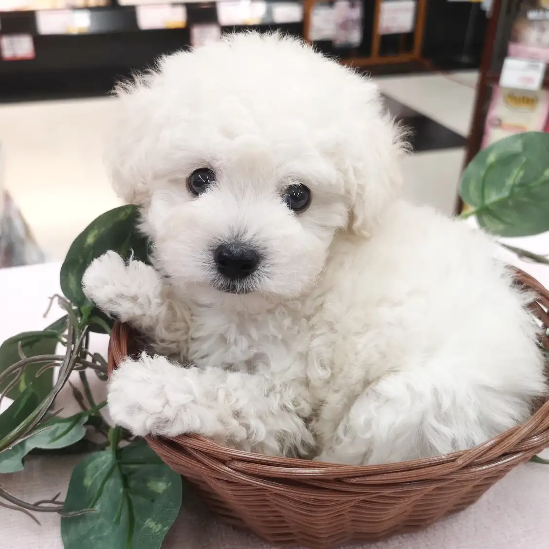 トイ・プードル