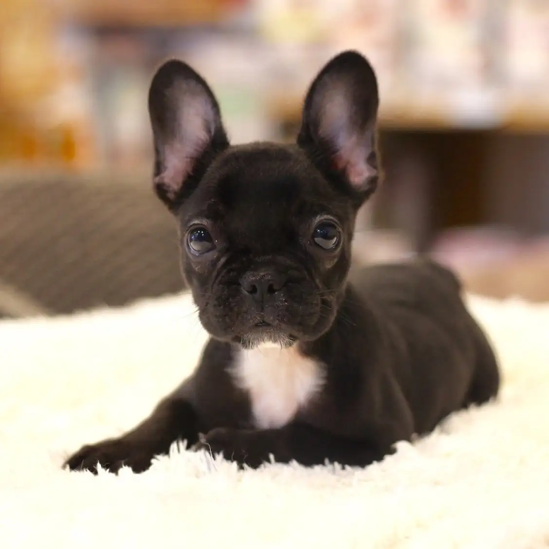 フレンチブルドッグ