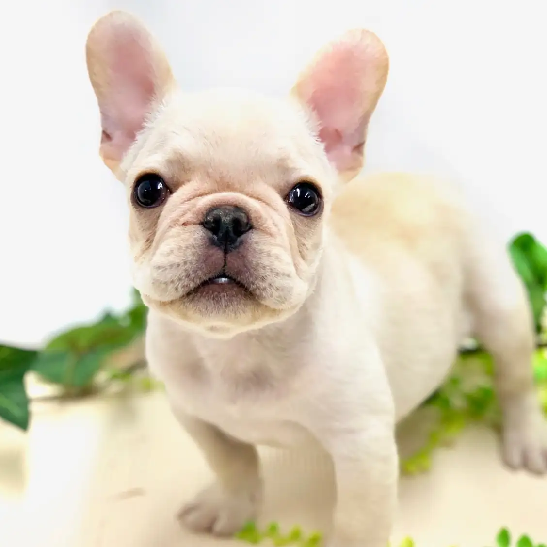 フレンチブルドッグ