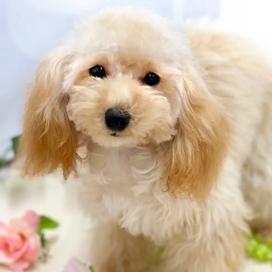 トイ・プードル