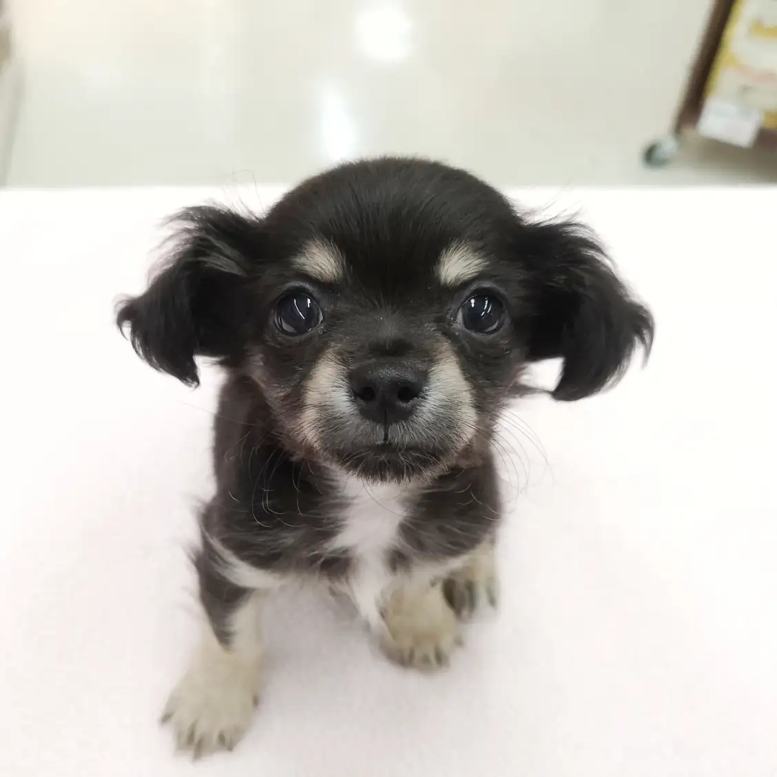 MIX(チワワ×ダックスフント)