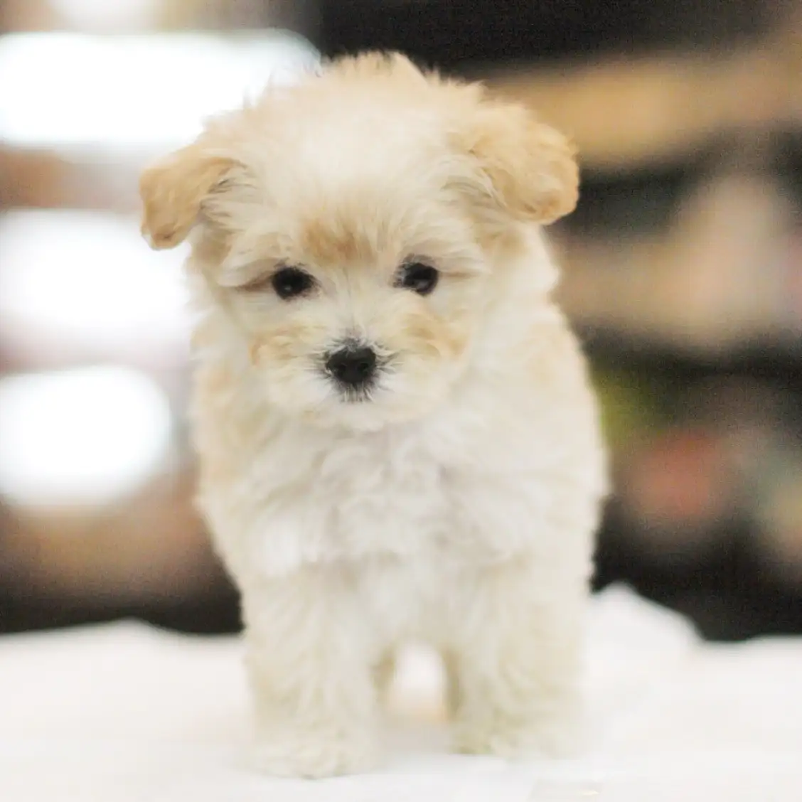 MIX(トイプードル×マルチーズ)