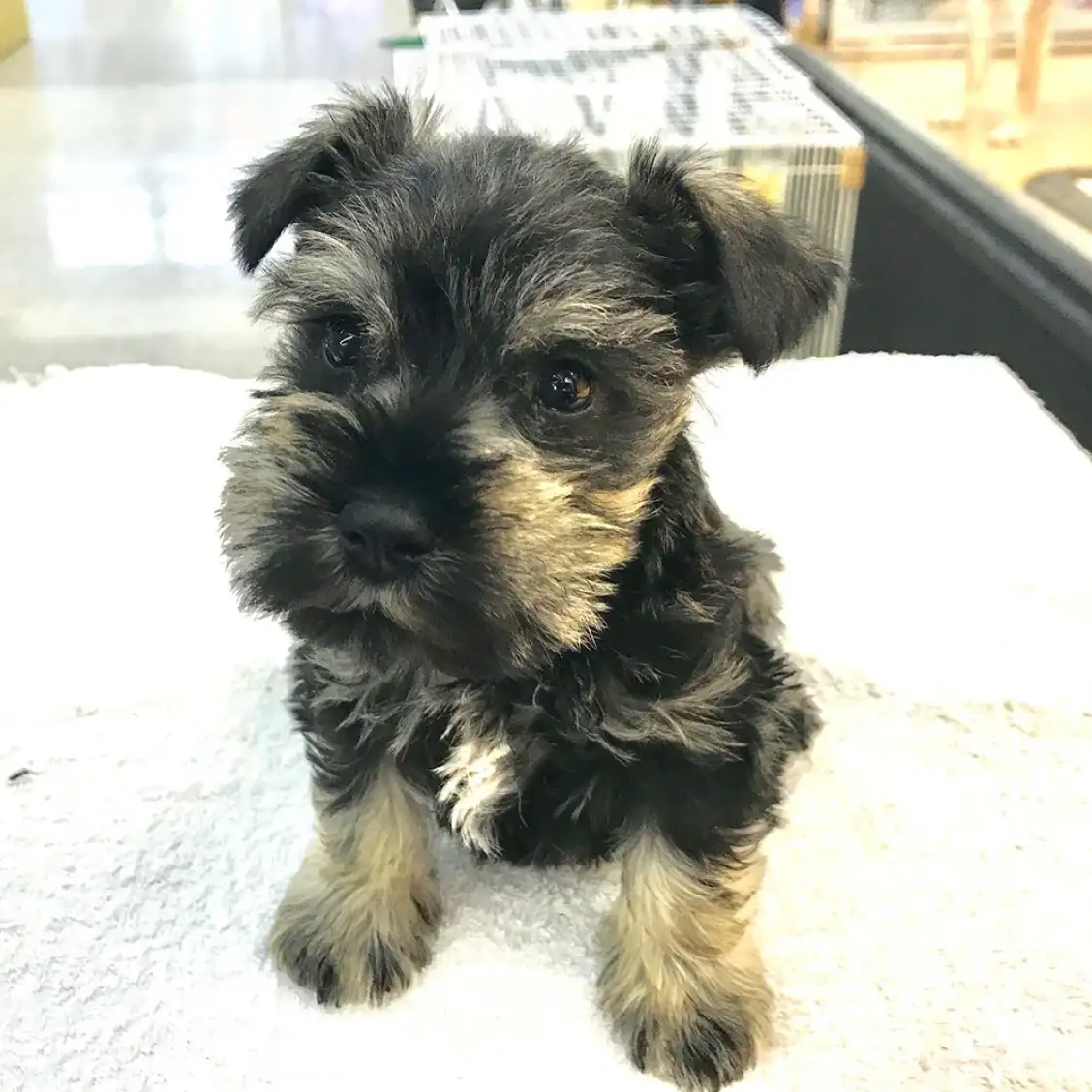 ミニチュア・シュナウザー