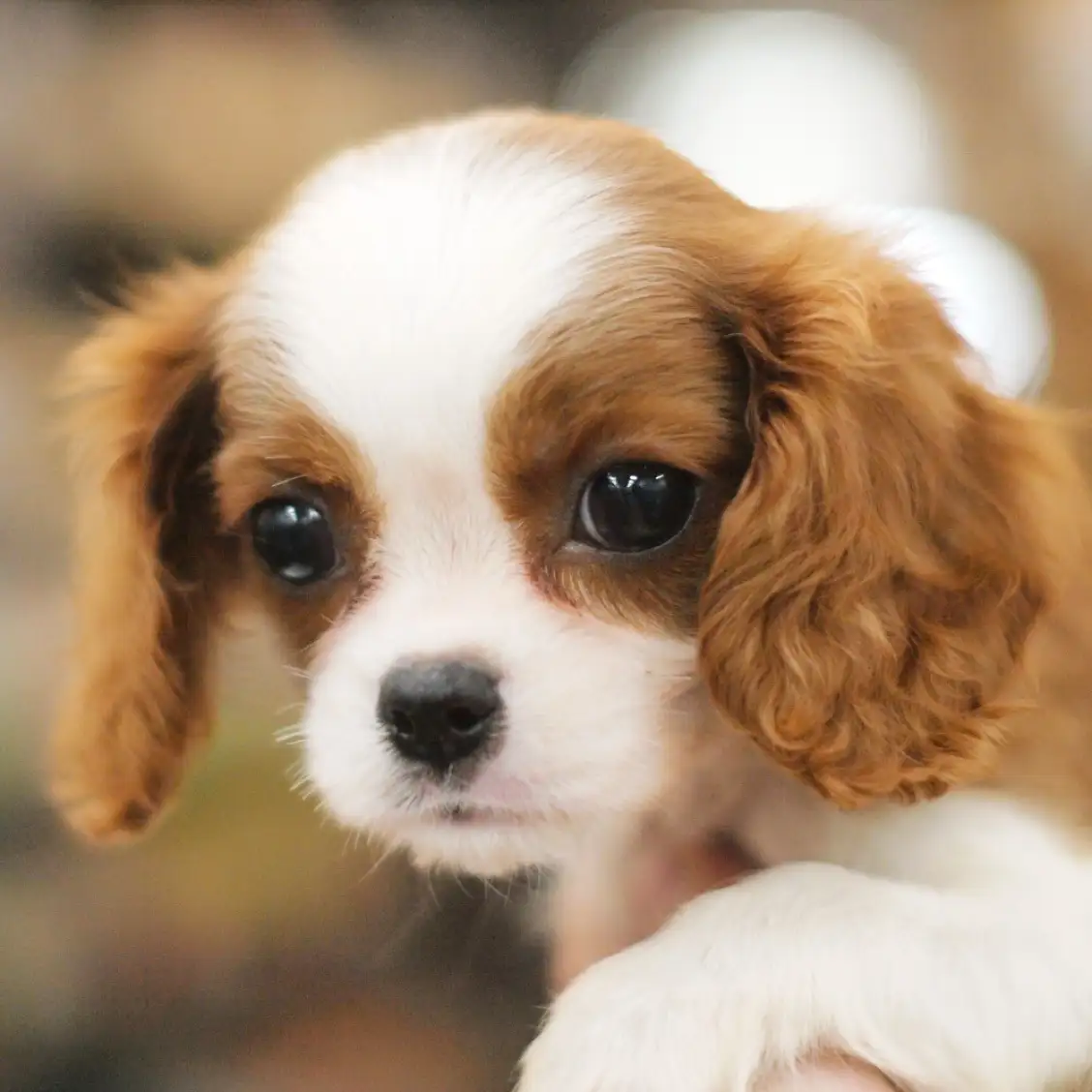 キャバリア・キングチャールズ・スパニエル