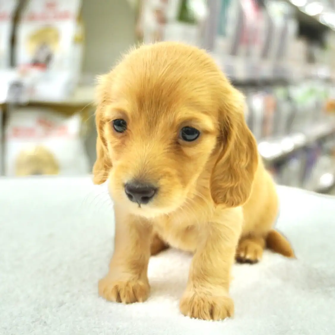 カニンヘン・ダックスフント