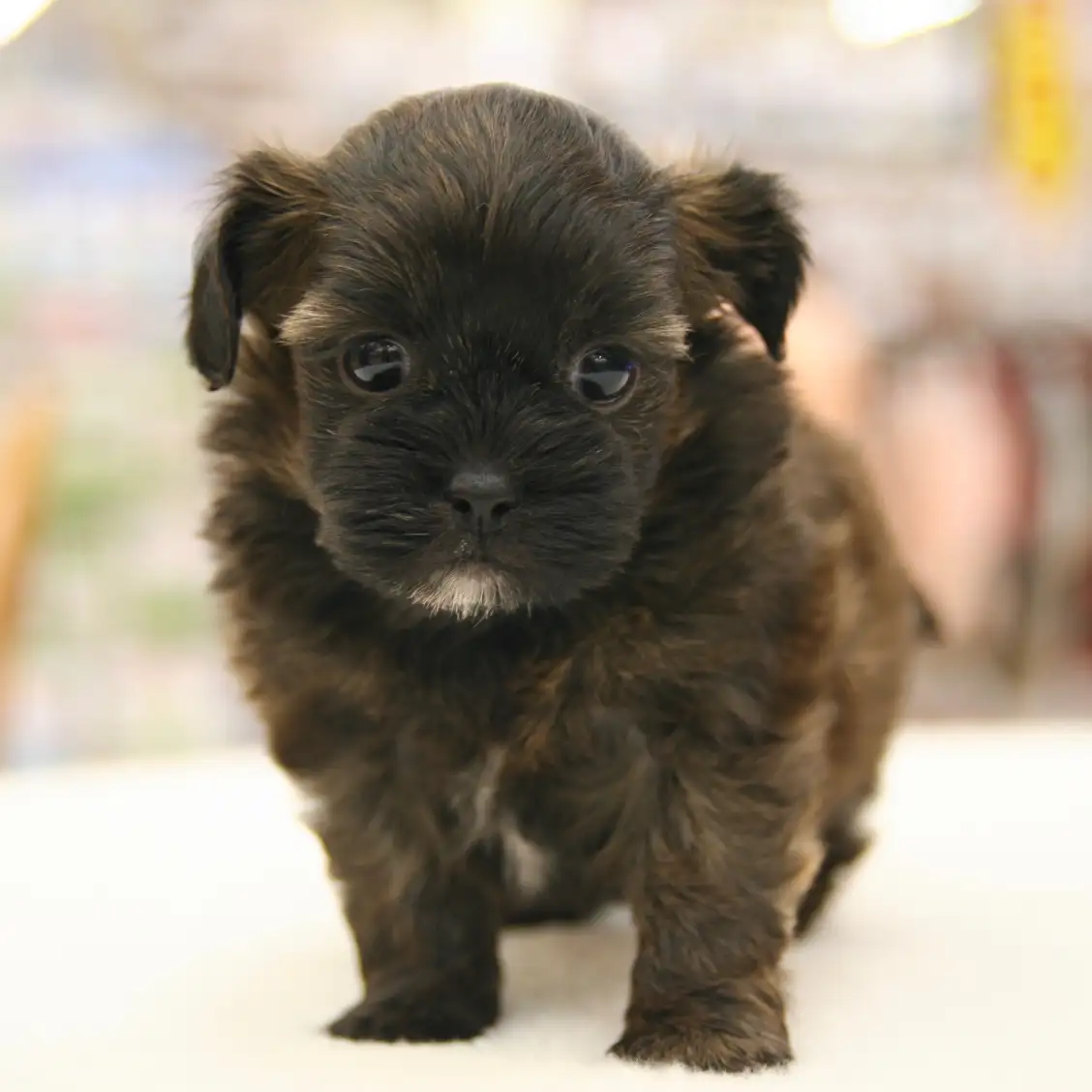 MIX（トイプードル×シーズー）