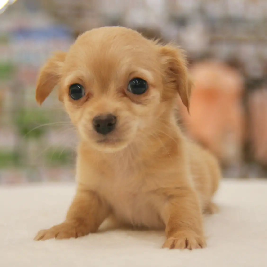 MIX(チワワ×ダックスフント)