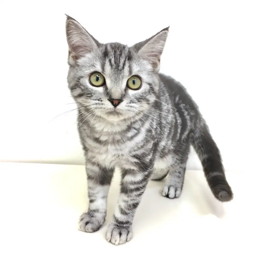 アメリカンショートヘア