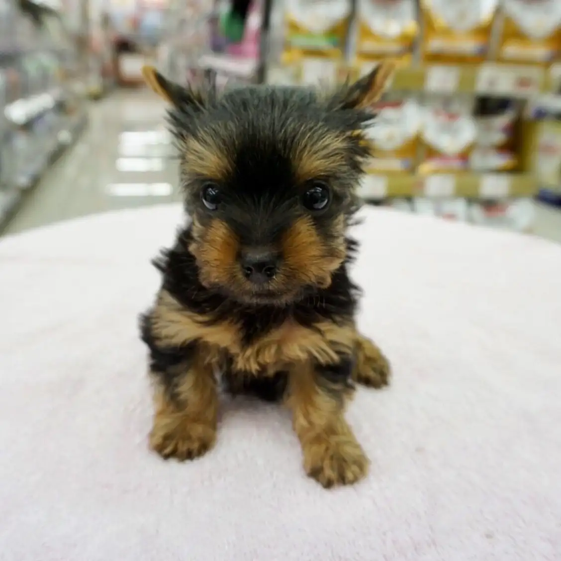 ヨークシャーテリア