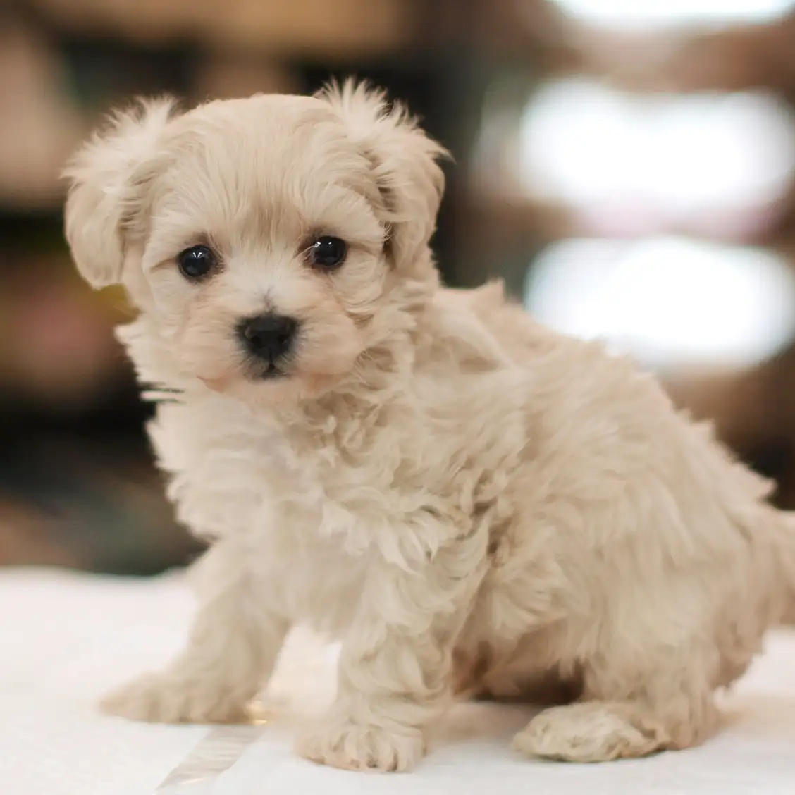 MIX(トイプードル×マルチーズ)