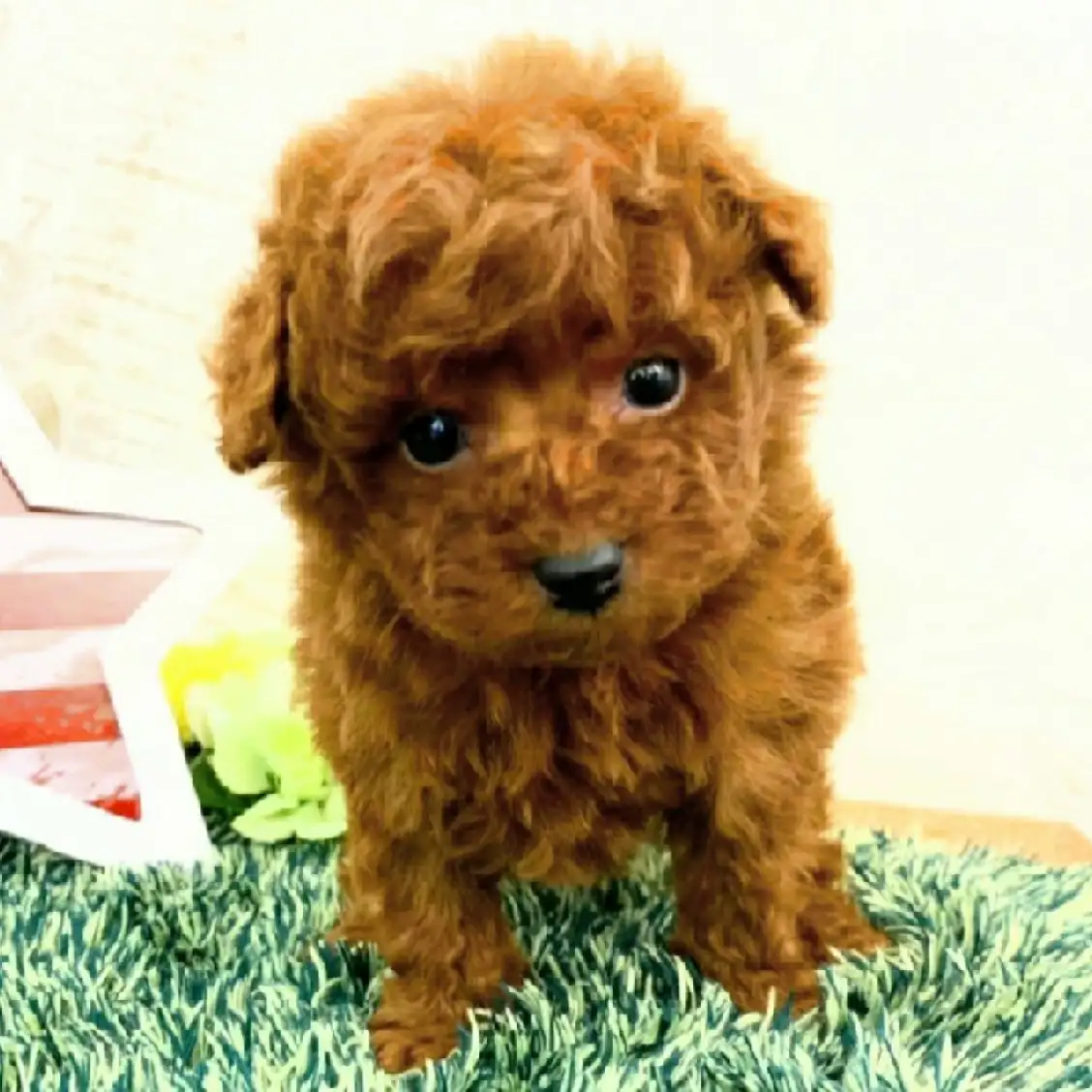 トイ・プードル