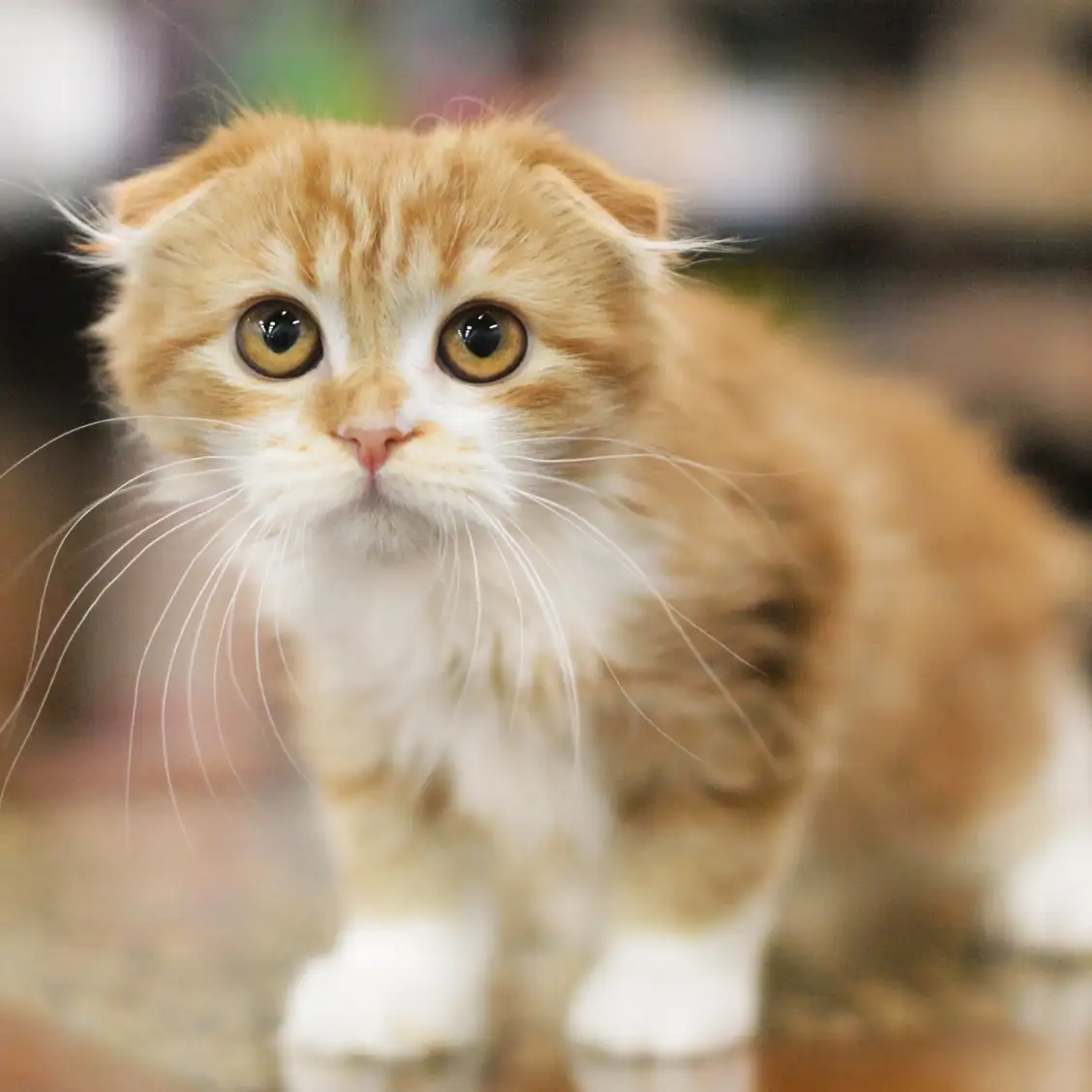 スコティッシュフォールド