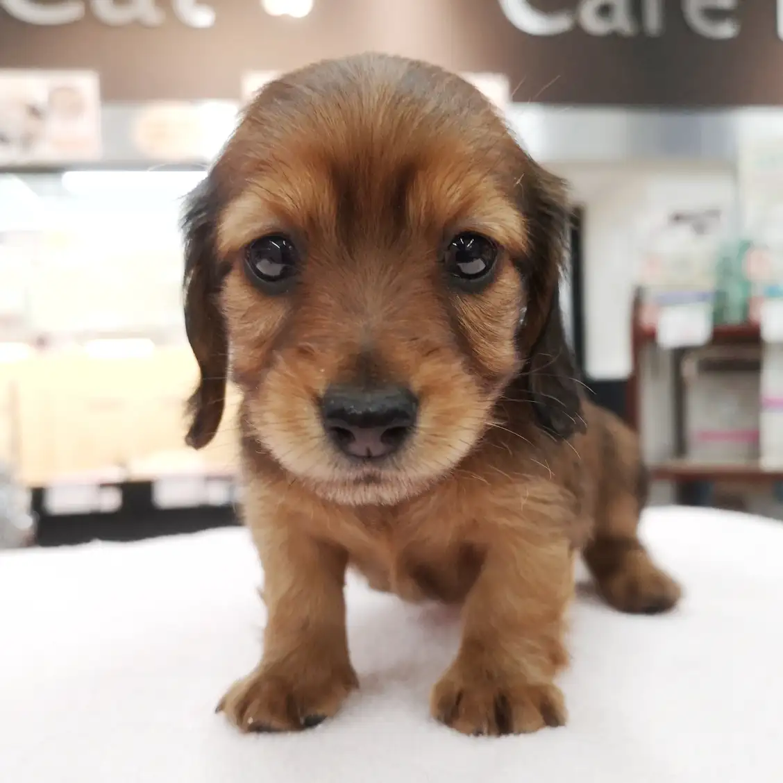 ミニチュア・ダックスフント