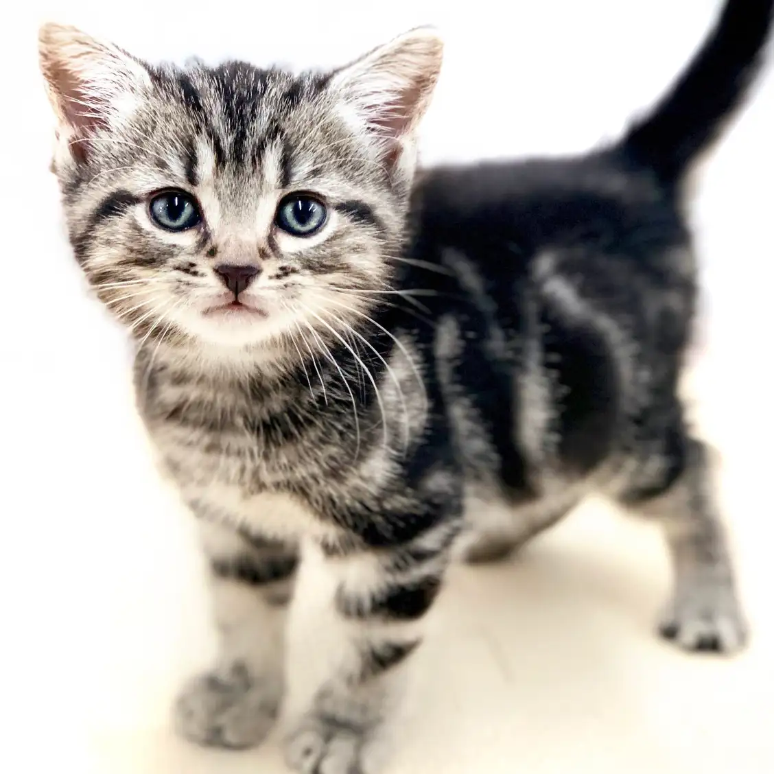 アメリカンショートヘア