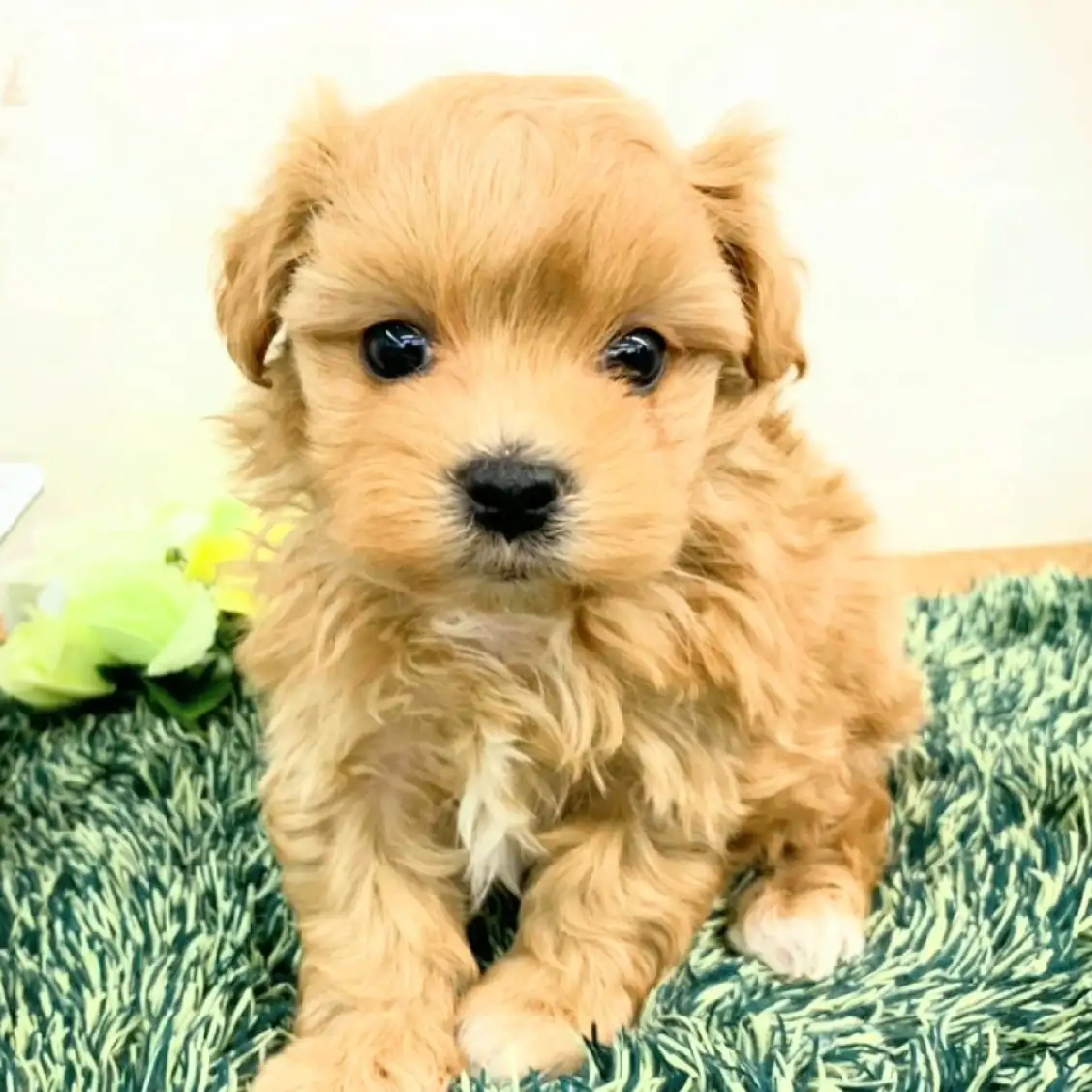 MIX(マルチーズ×トイプードル)