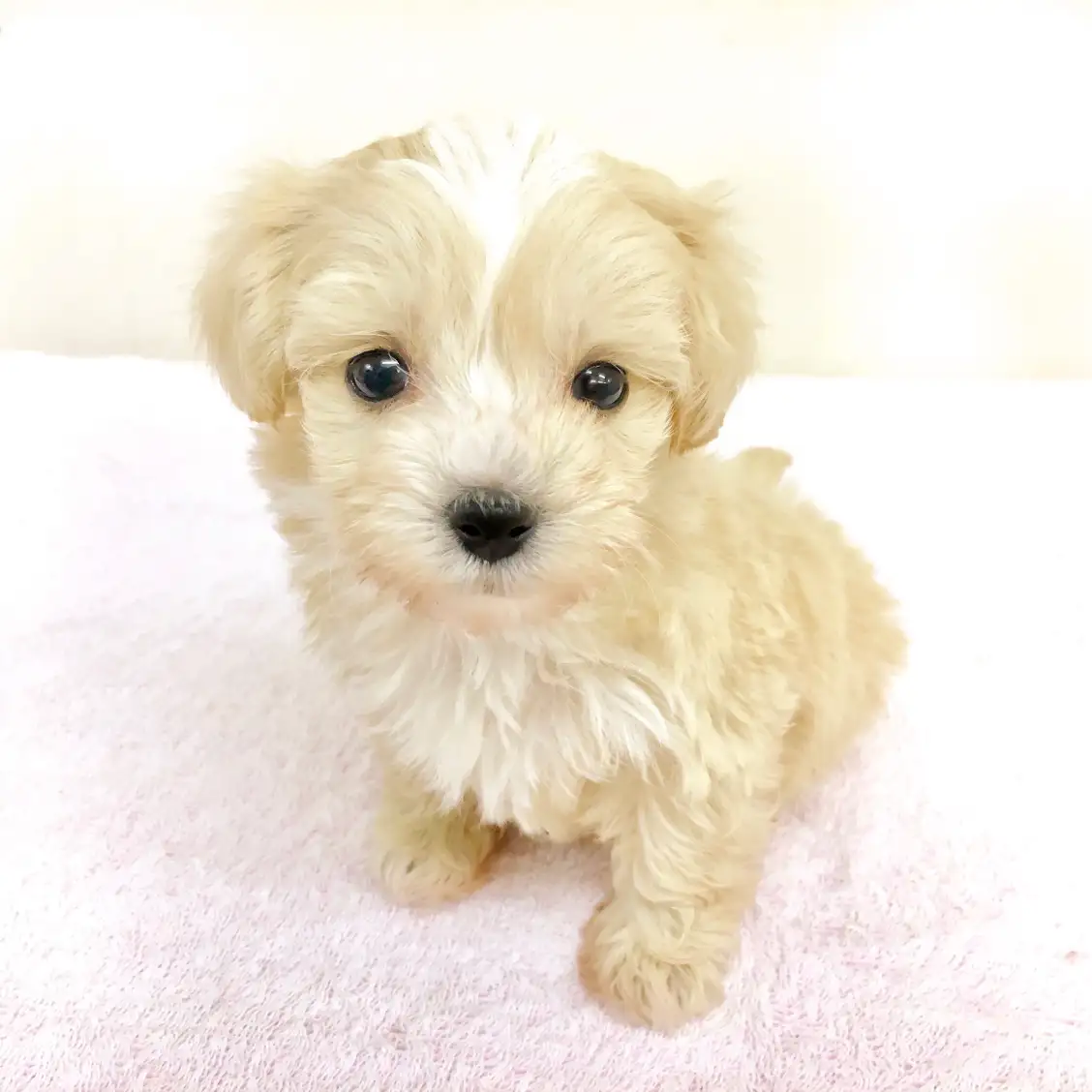 MIX(トイプードル×マルチーズ)