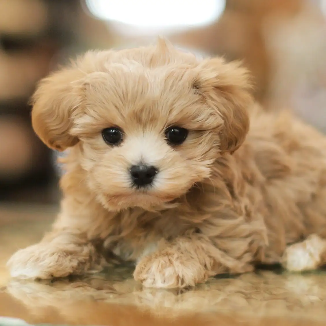 MIX(トイプードル×マルチーズ)