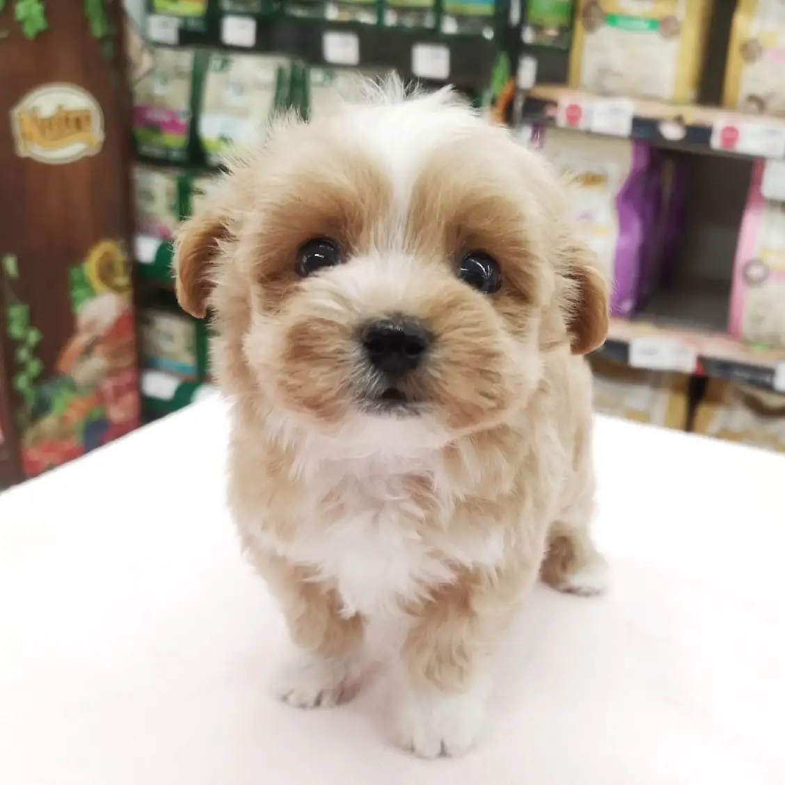 MIX(マルチーズ×トイプードル)