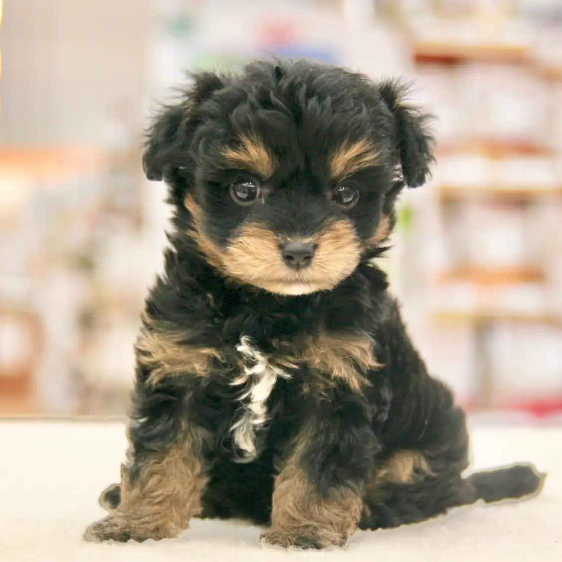 MIX（トイプードル×チワワ）