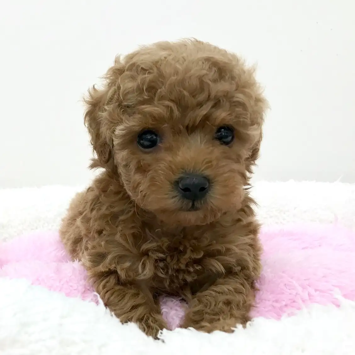 トイ・プードル