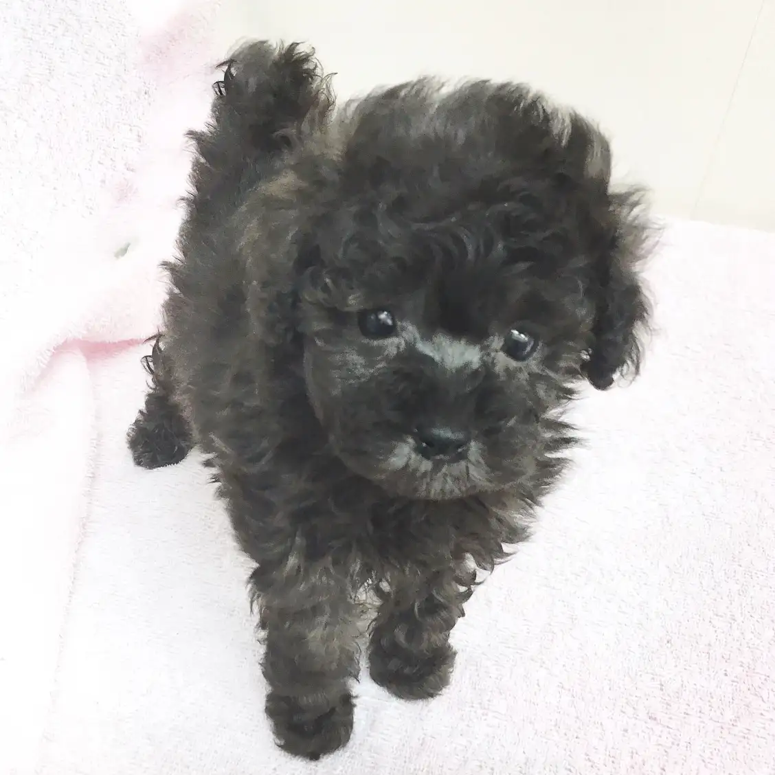 トイ・プードル