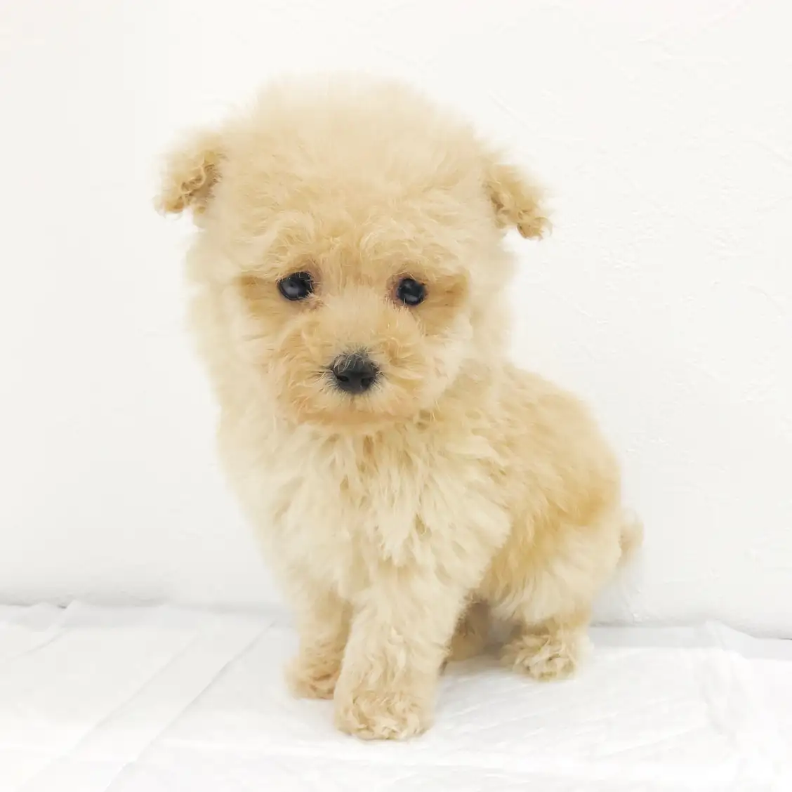 トイ・プードル