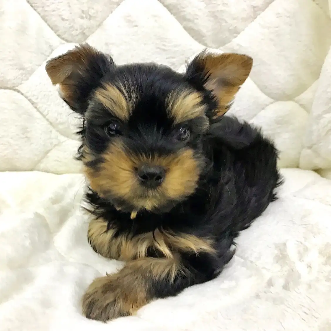 ヨークシャーテリア