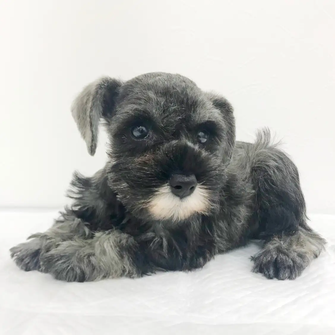 ミニチュア・シュナウザー