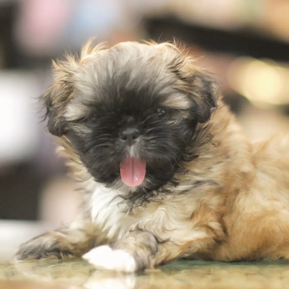 MIX(ペキニーズ×シーズー)