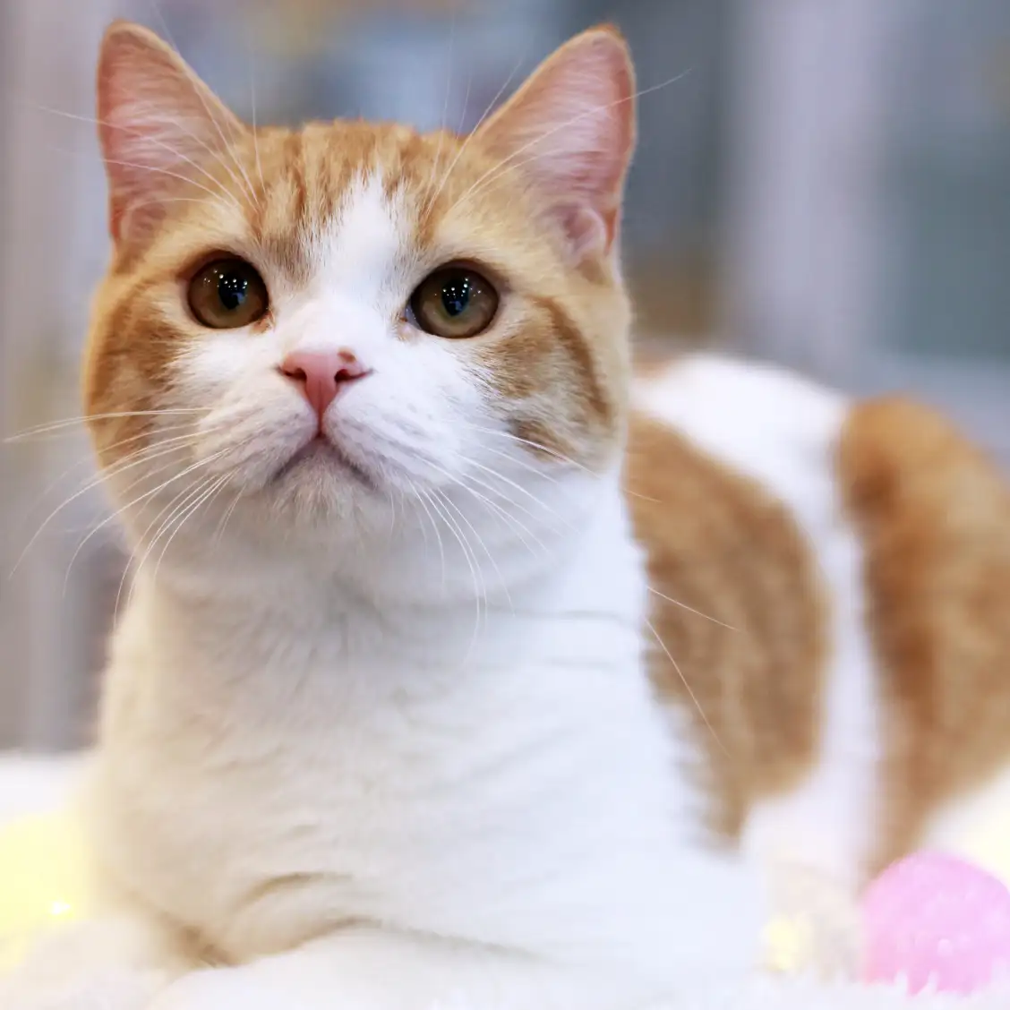 スコティッシュフォールド