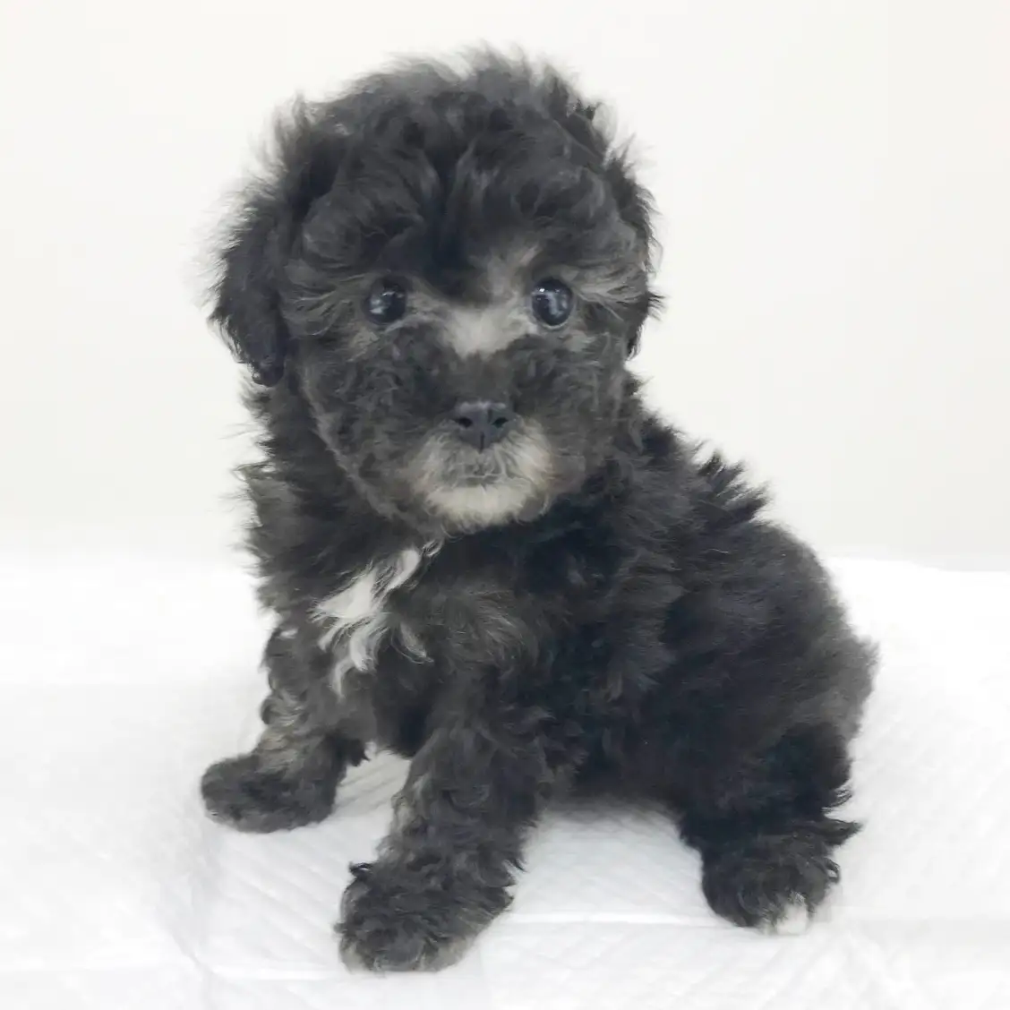 トイ・プードル