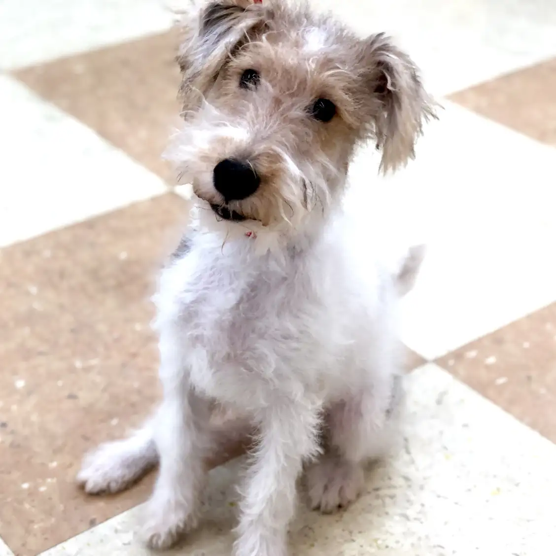 ワイヤーフォックステリア