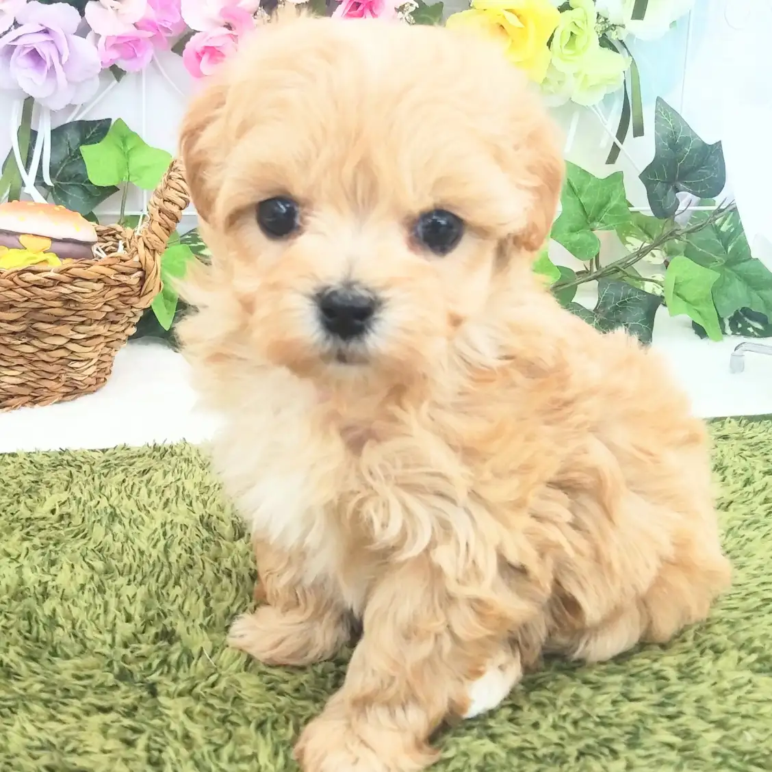 MIX(トイプードル×マルチーズ)