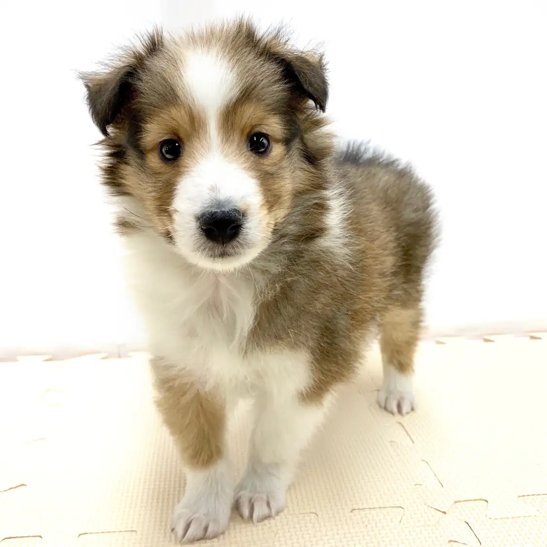 シェットランドシープドッグ